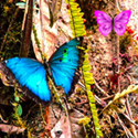 Butterfly forest escape - szabaduló játék