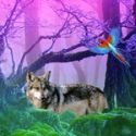 Gray wolf forest escape - szabaduló játék